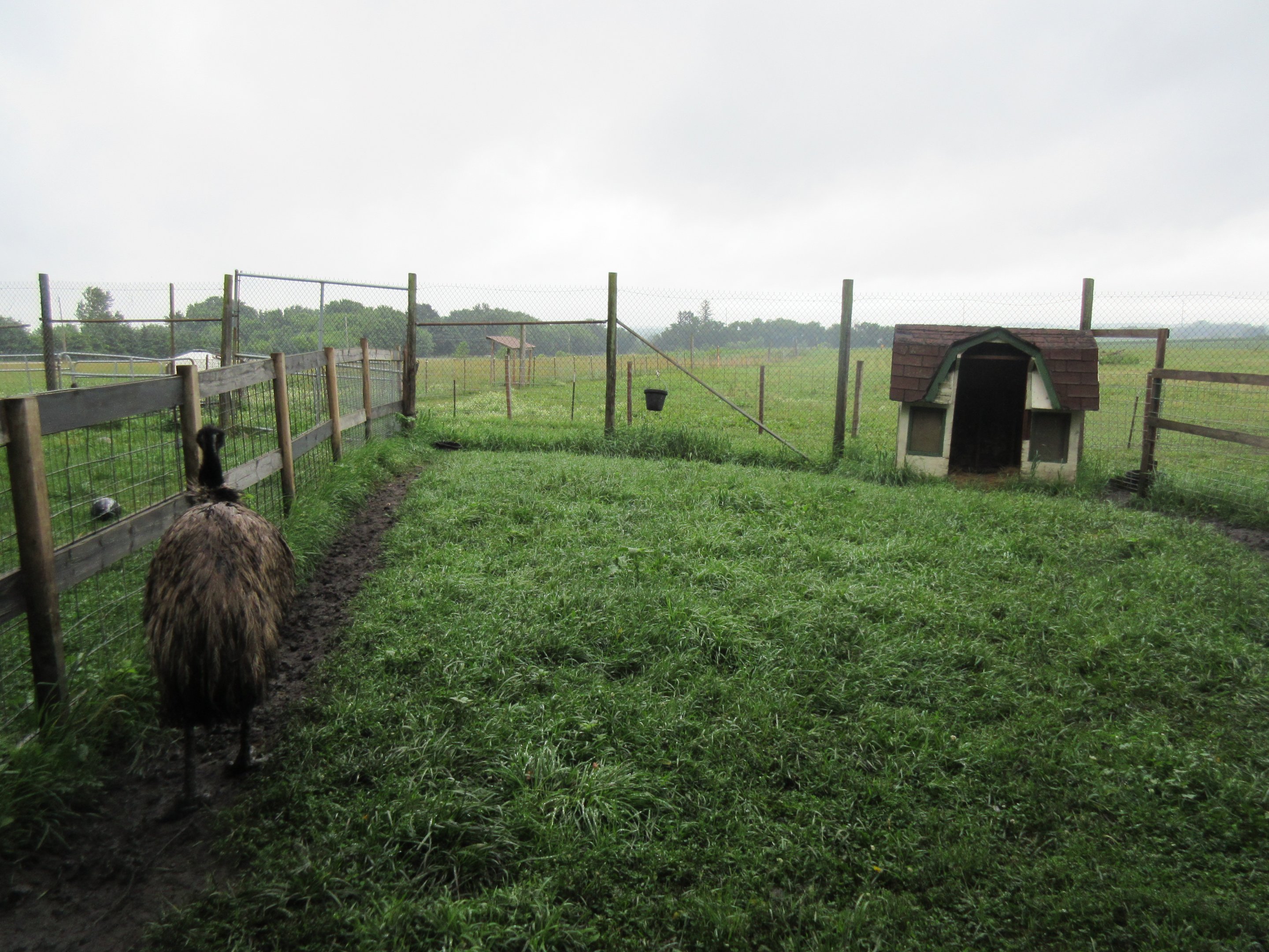 Emu Exhibit