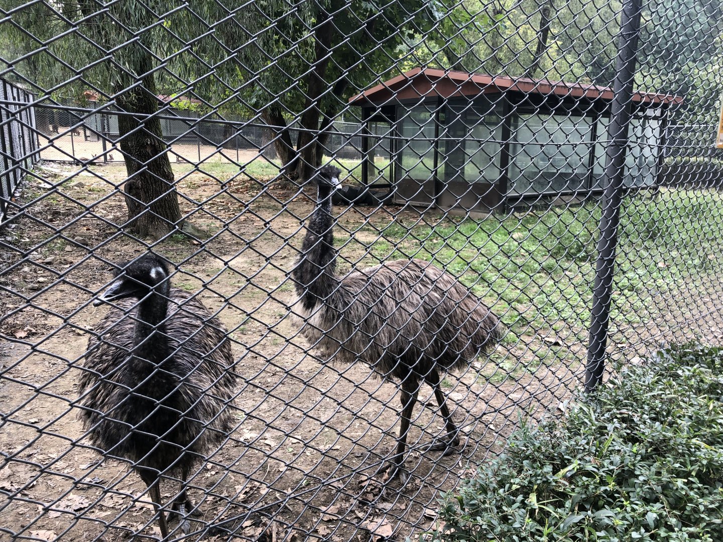 Emu Exhibit