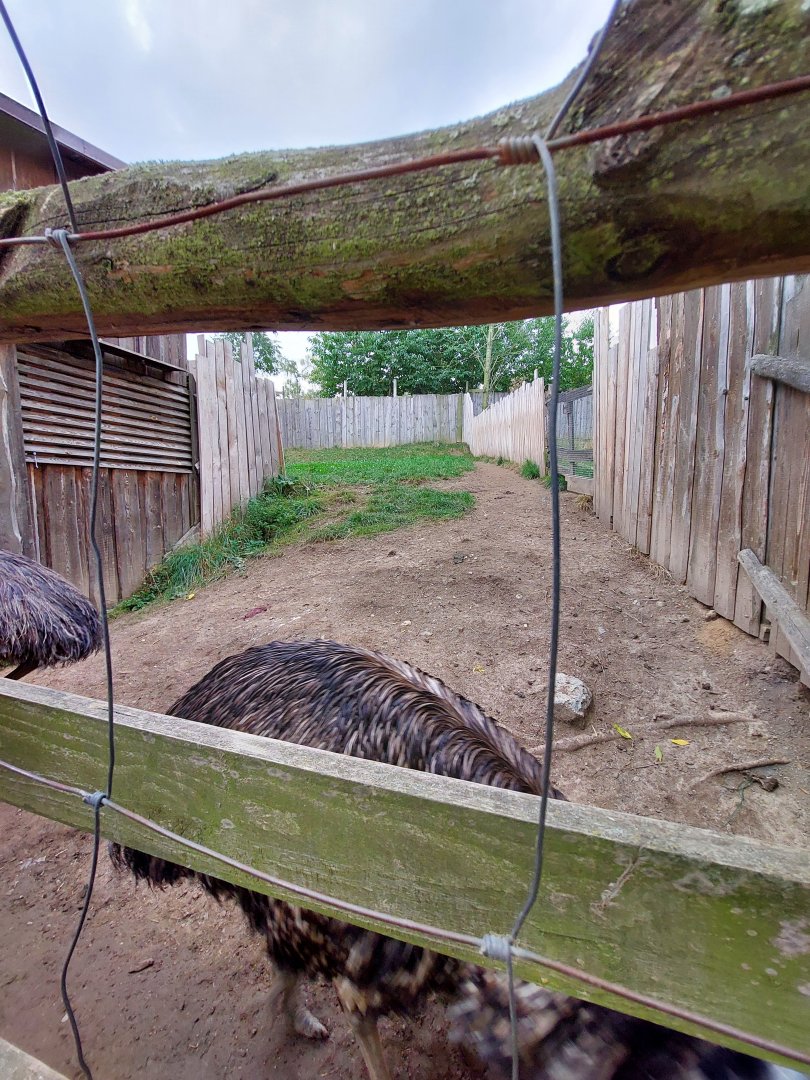 Emu exhibit