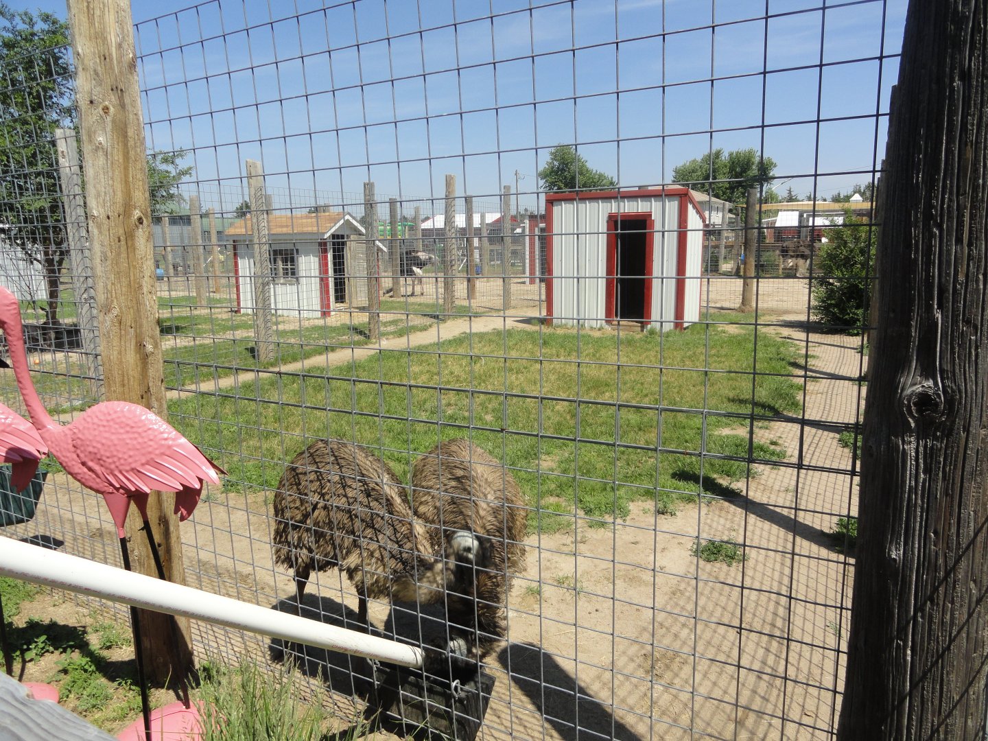 Emu Exhibit