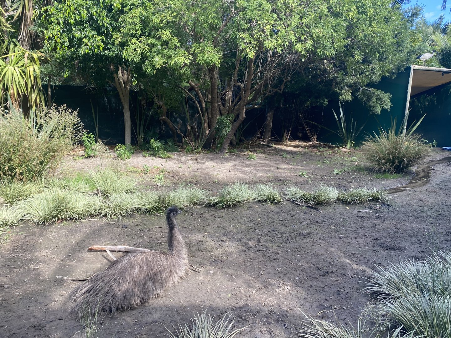 Emu Exhibit