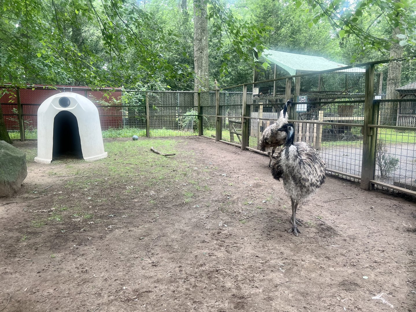 Emu Exhibit