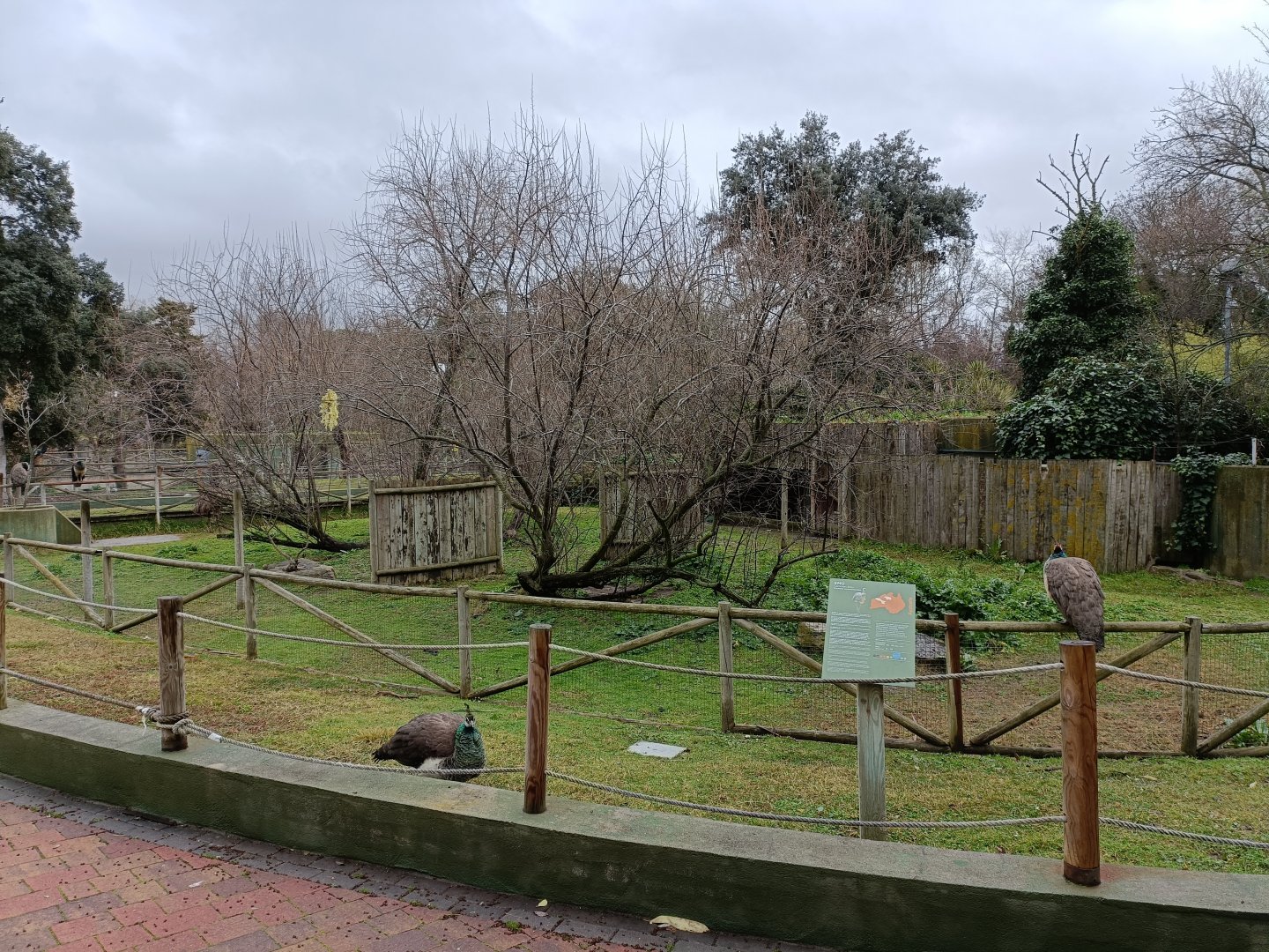 Emu exhibit