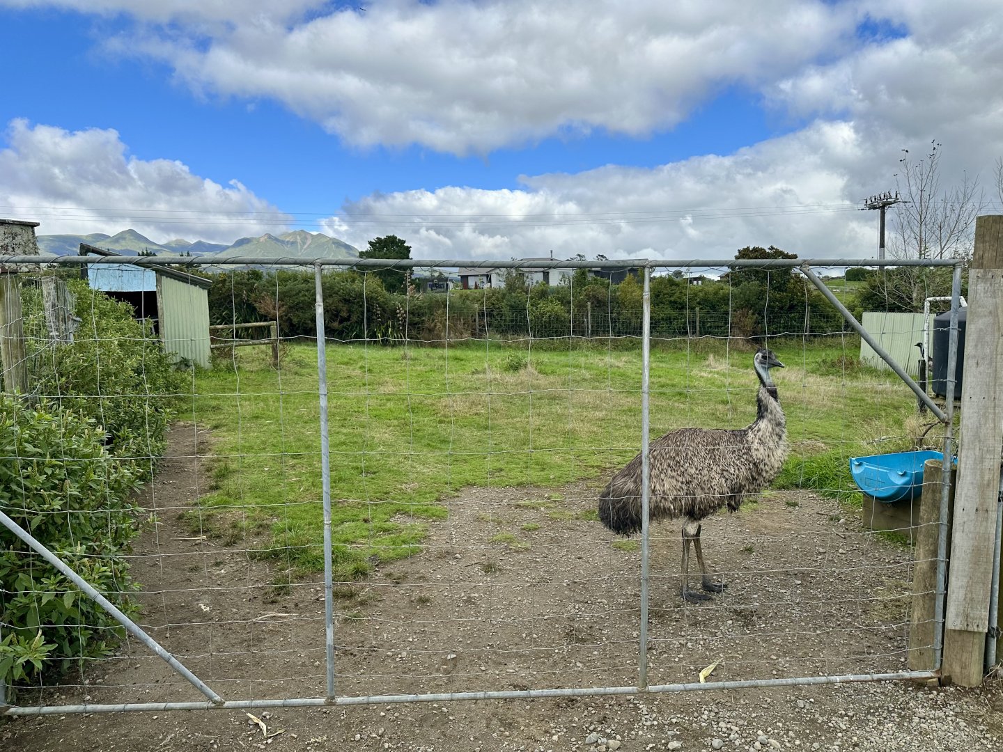 Emu Exhibit