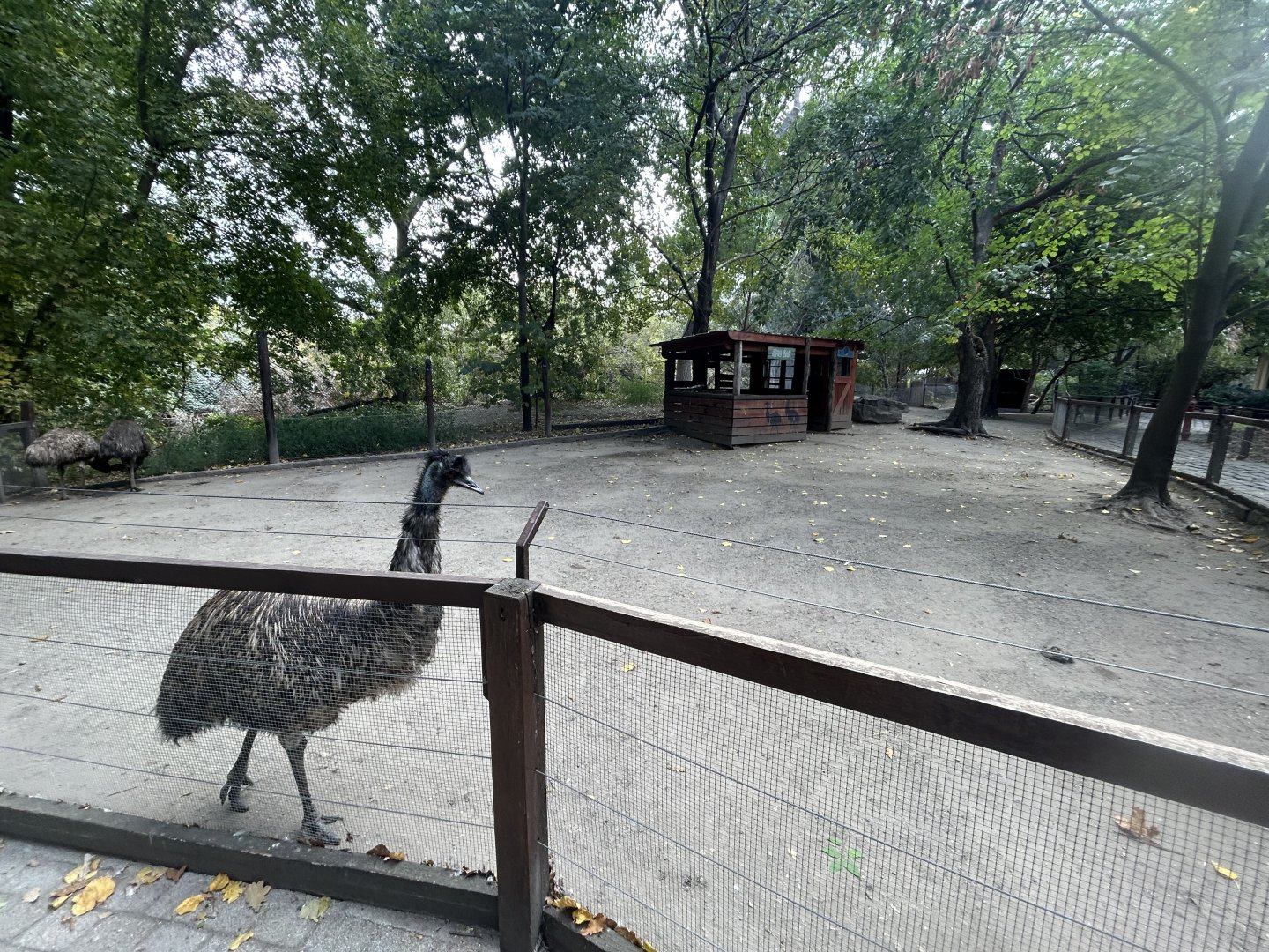 Emu Exhibit