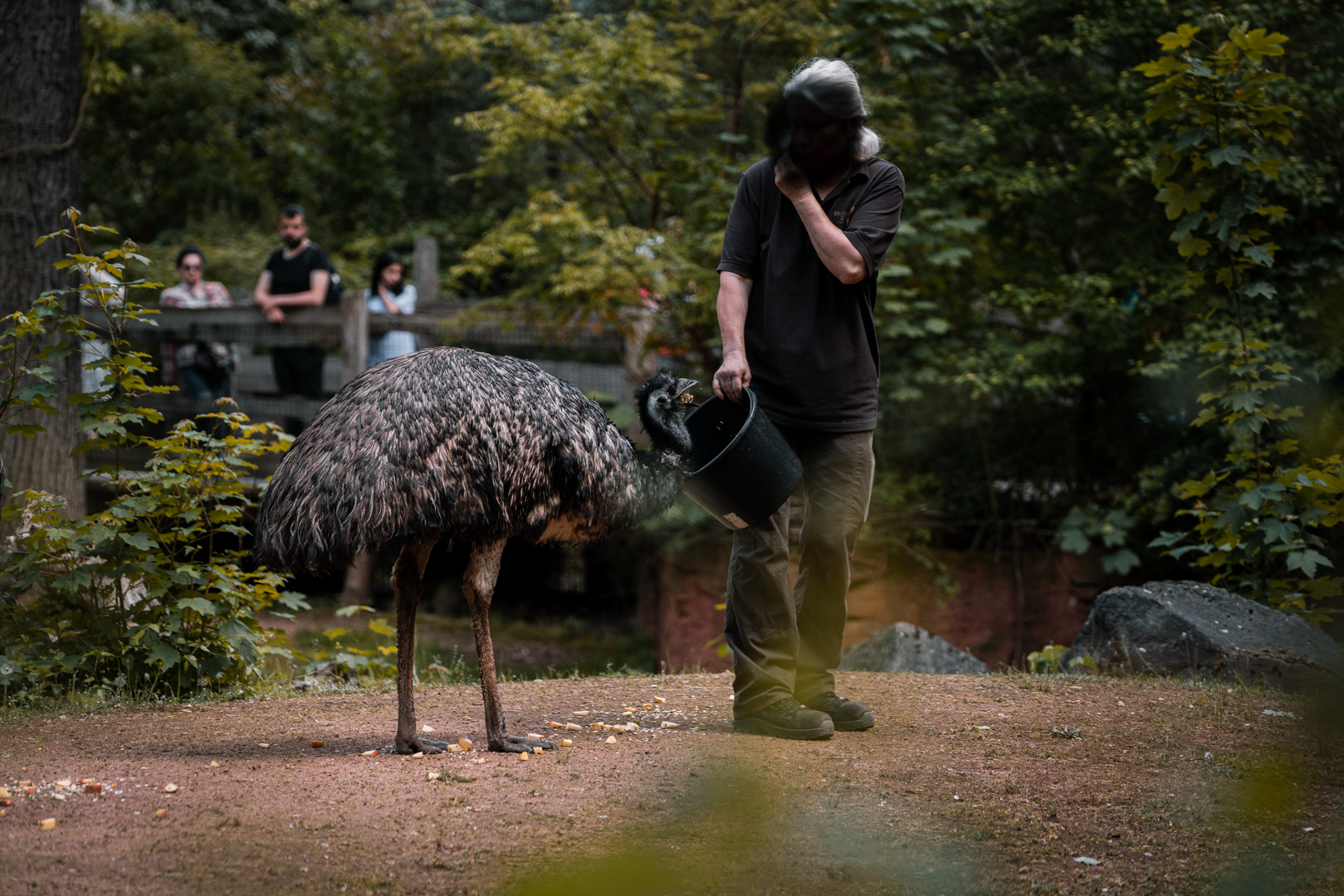 Emu feeding
