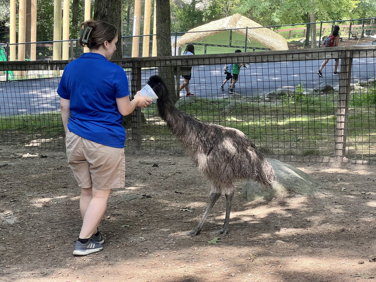 Emu feeding