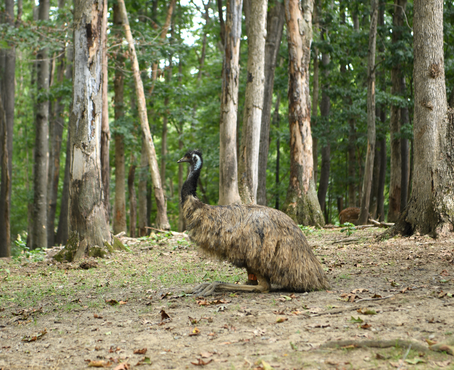 emu in drive-thru