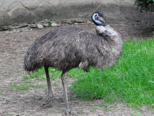 Emu in Kishinev Zoo