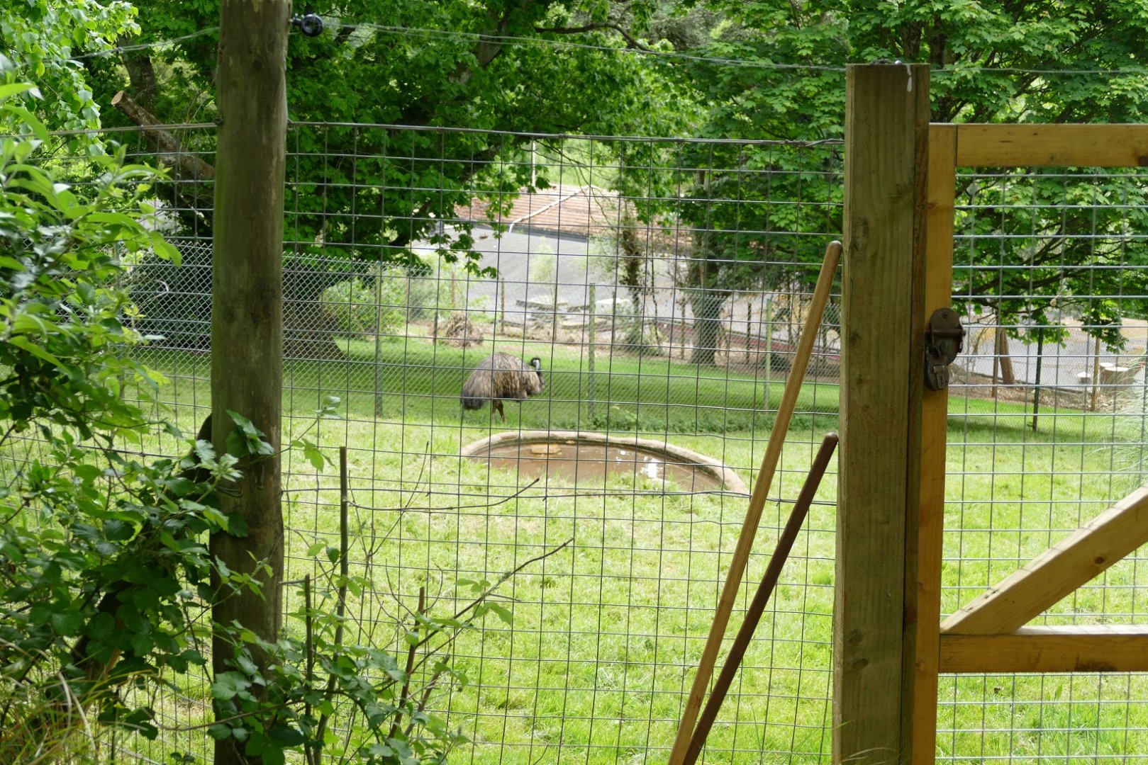 Emu in new home< May 2022