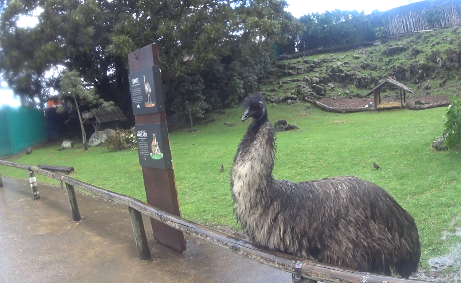 Emu in the Aussie Walkabout