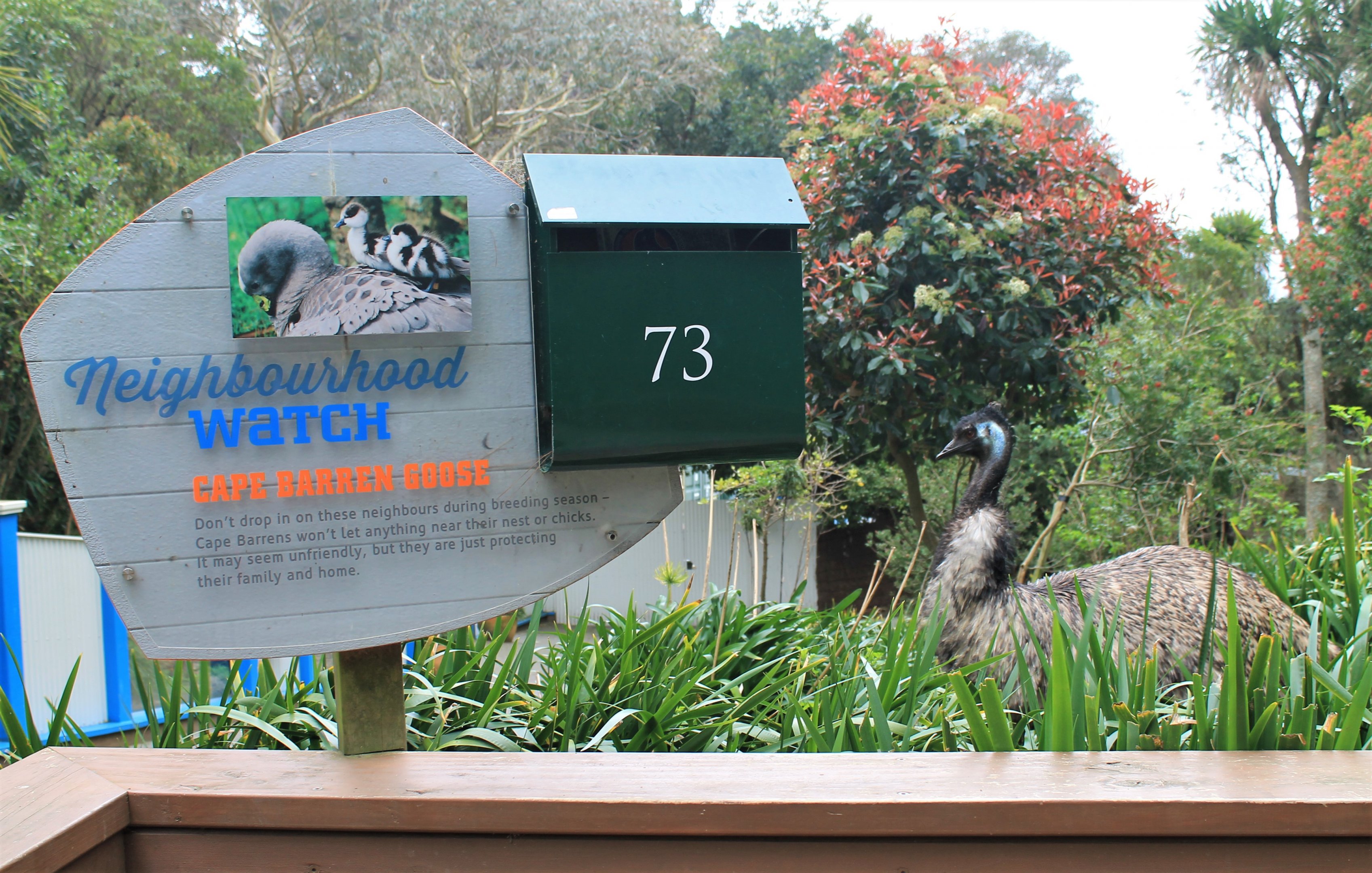 Emu in the Australian walk-through enclosure