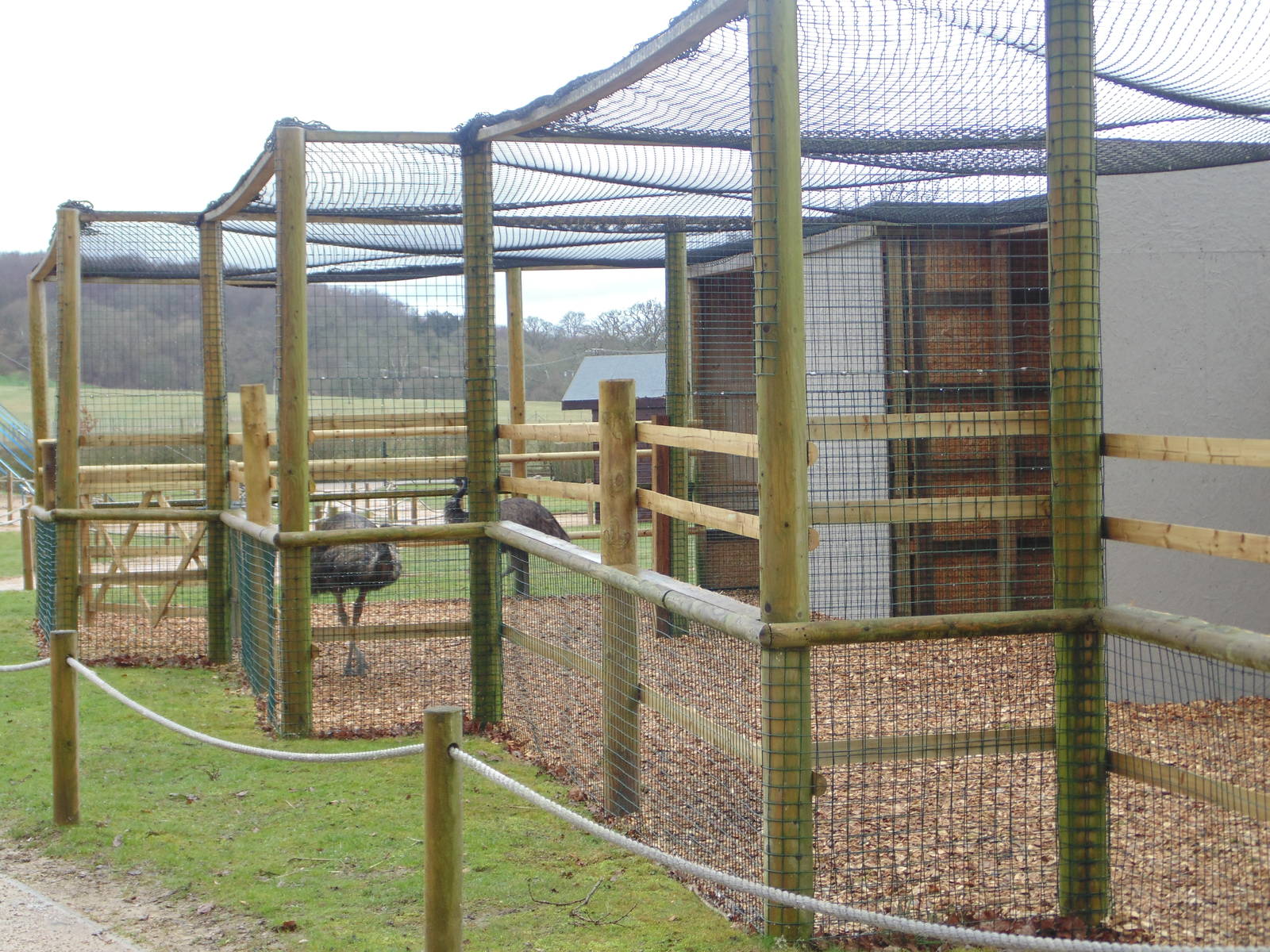 Emu in the Hunters of the Sky area