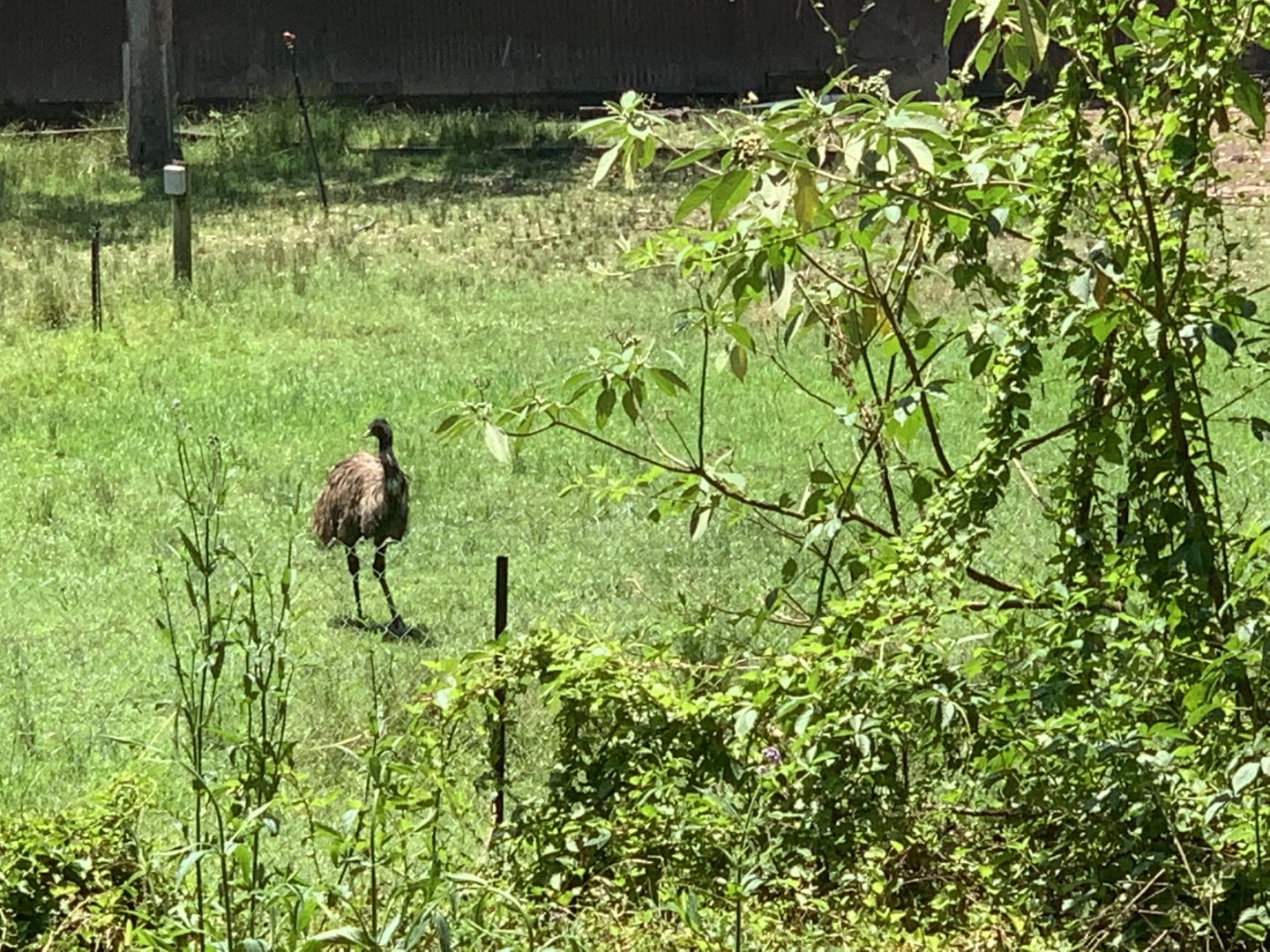 Emu in their large exhibit in the park they share with two Alpacas