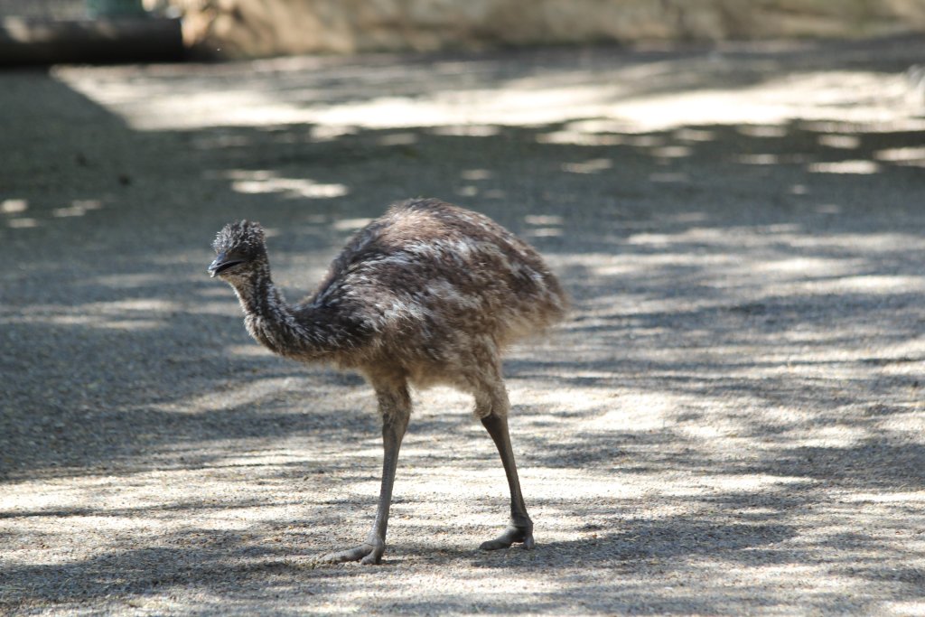 Emu juvenile