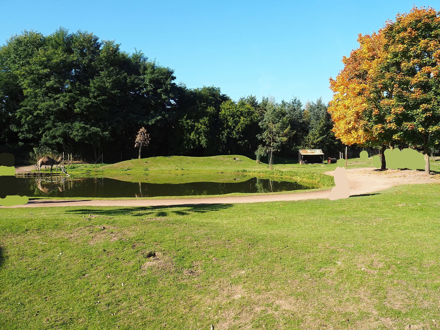 Emu, Kangaroo and Wallaby walk-through, 2022-10-09