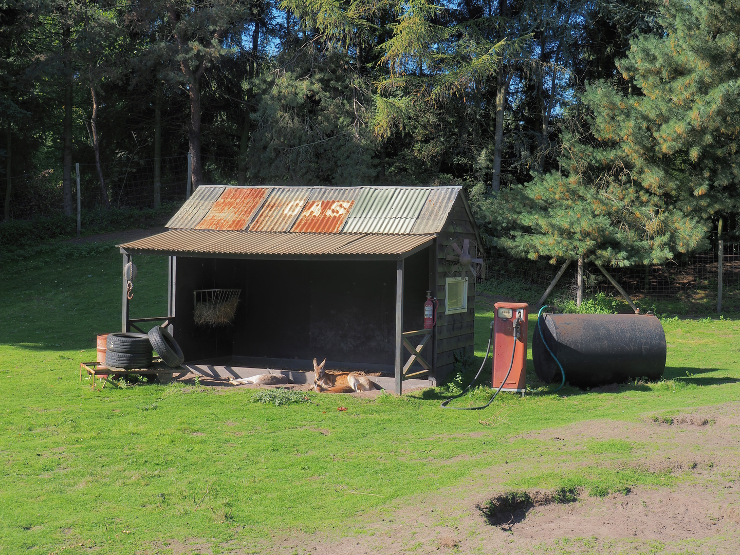 Emu, Kangaroo and Wallaby walk-through - Outback gas station theming, 2022-10-09