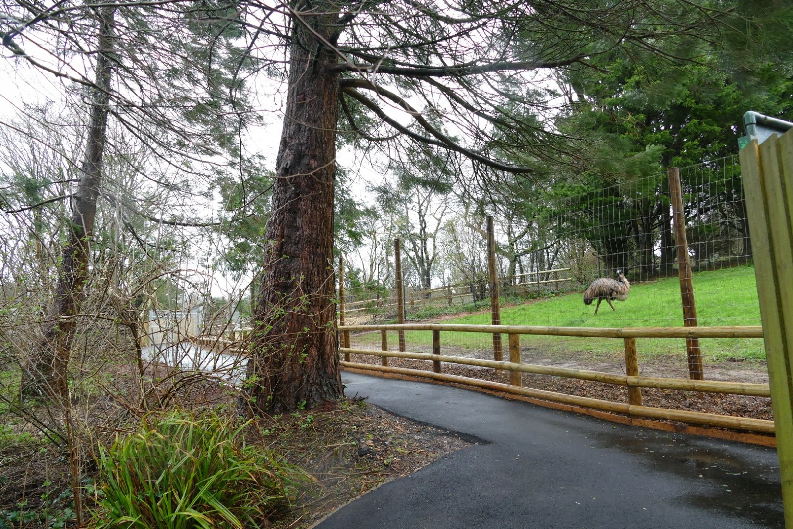 Emu/kangaroo area, February 2020