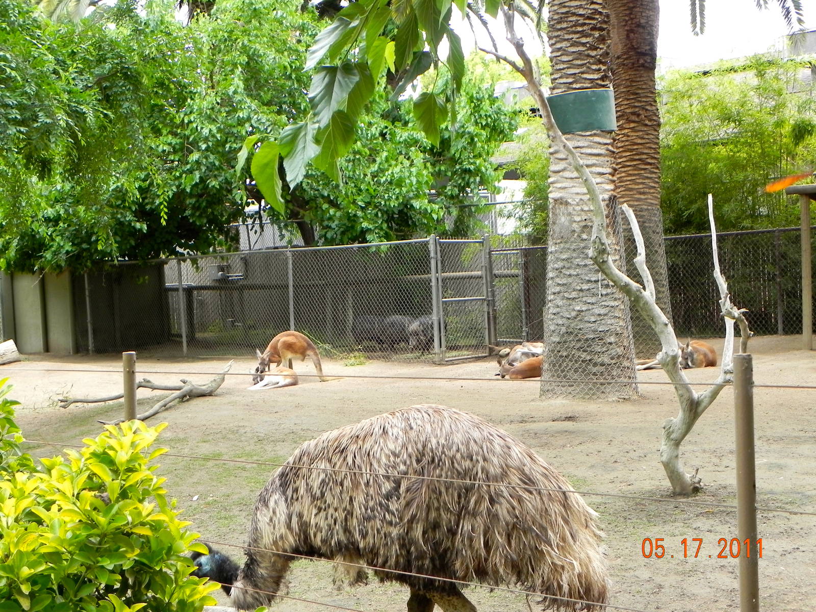 Emu, kangarro and peccary exhibit
