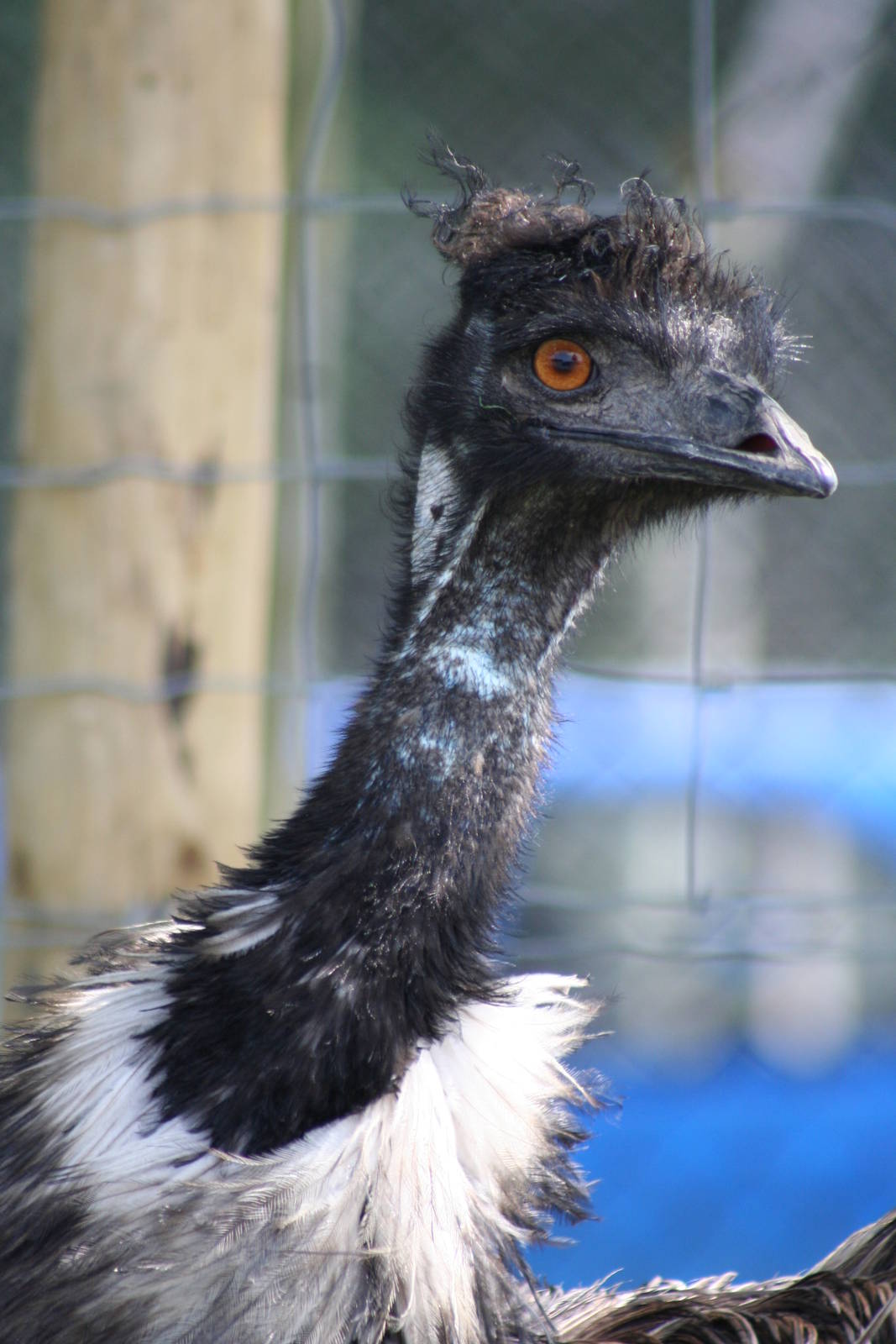 Emu @ Knowsley Safari Park  17.07.2013