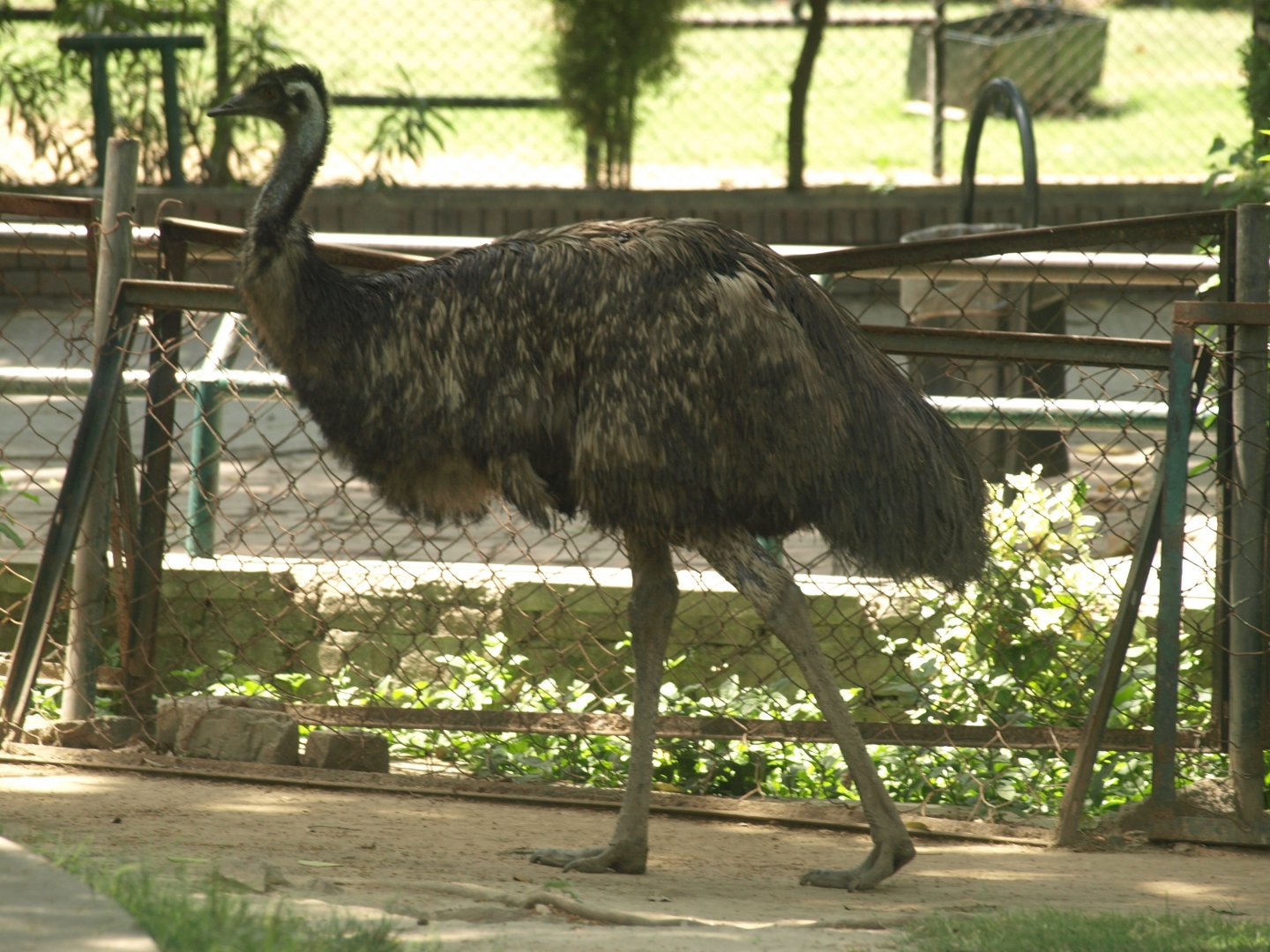 Emu - Lahore zoo 8/4/2017