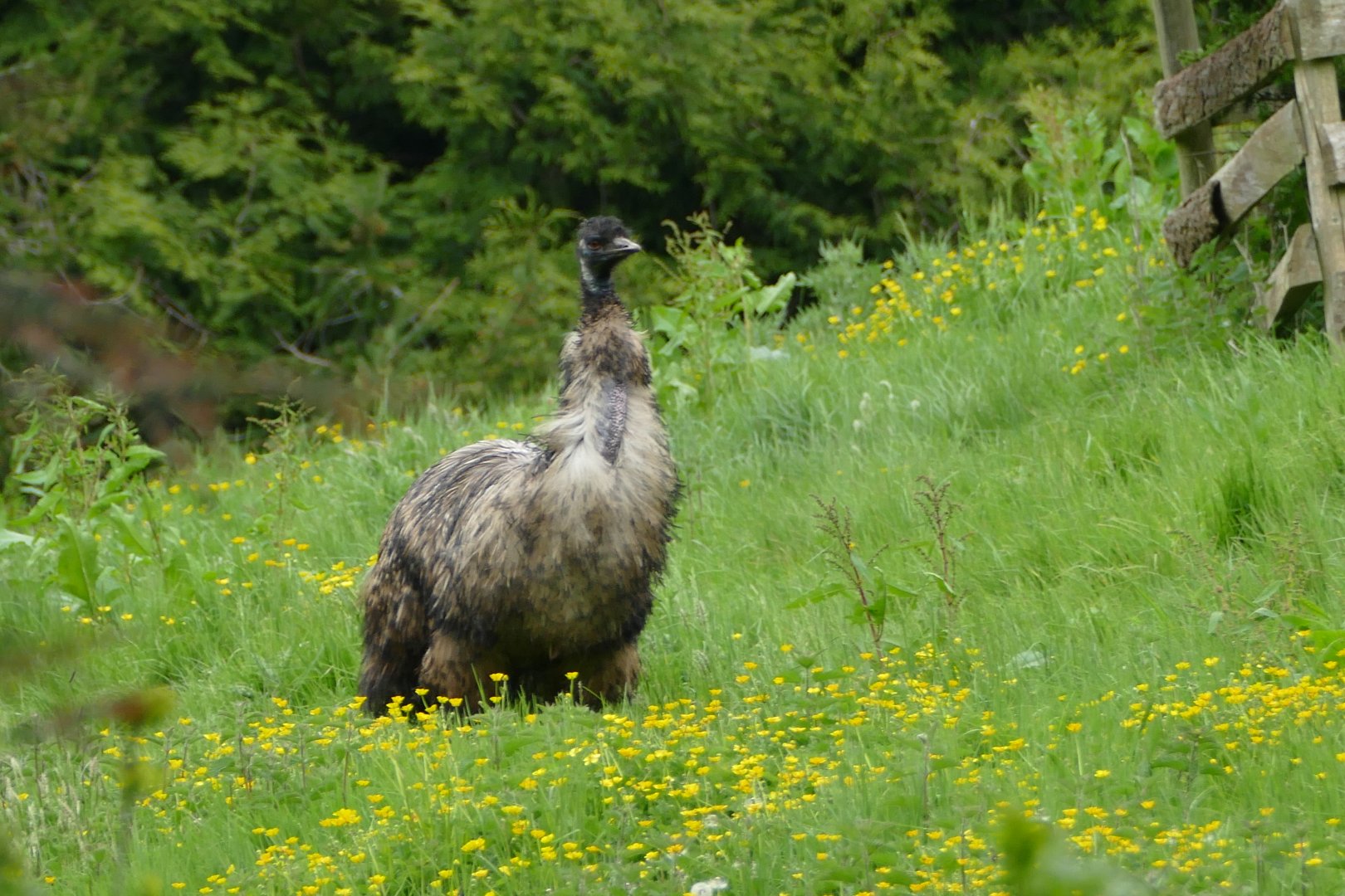 Emu, May 2018