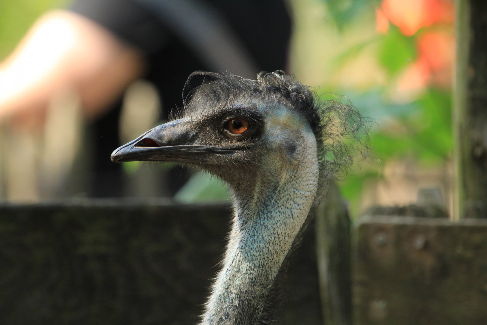 Emu (May 2018)
