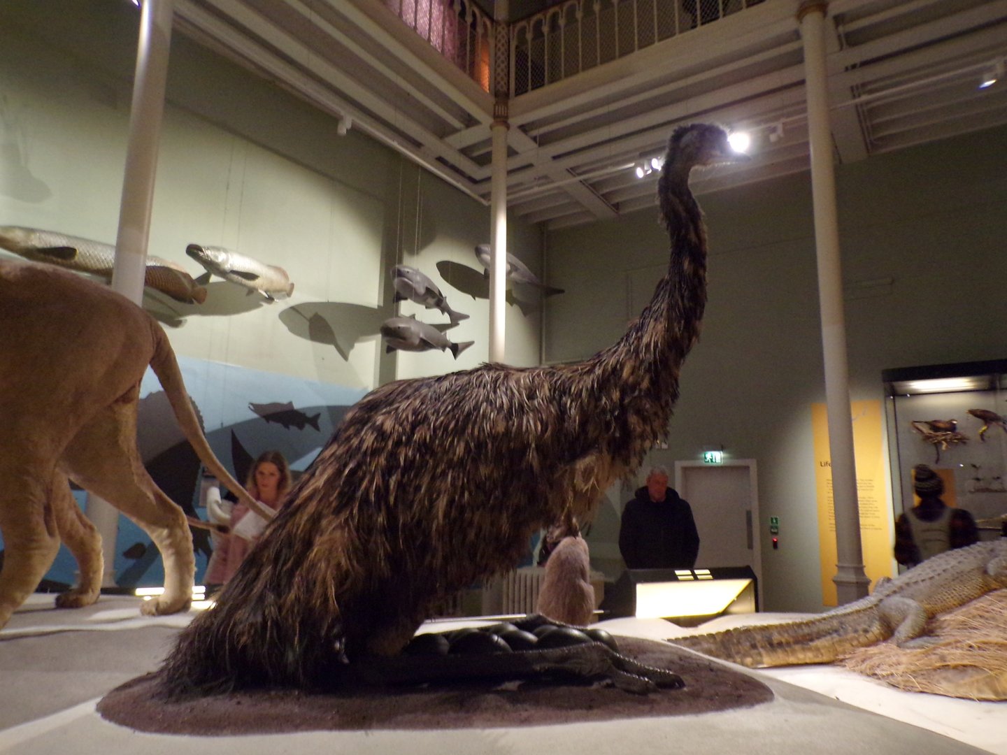 Emu nesting 30.12.22