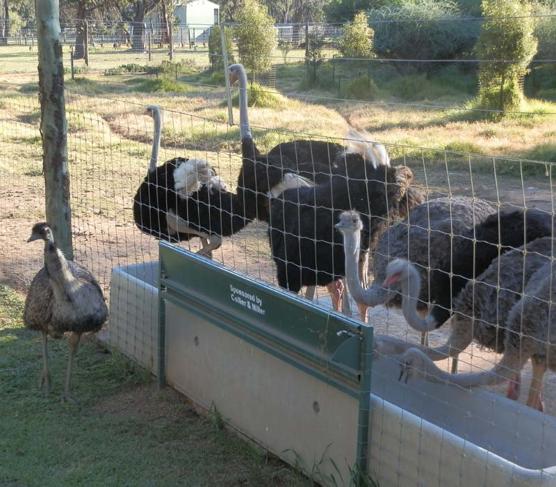 Emu - Ostrich