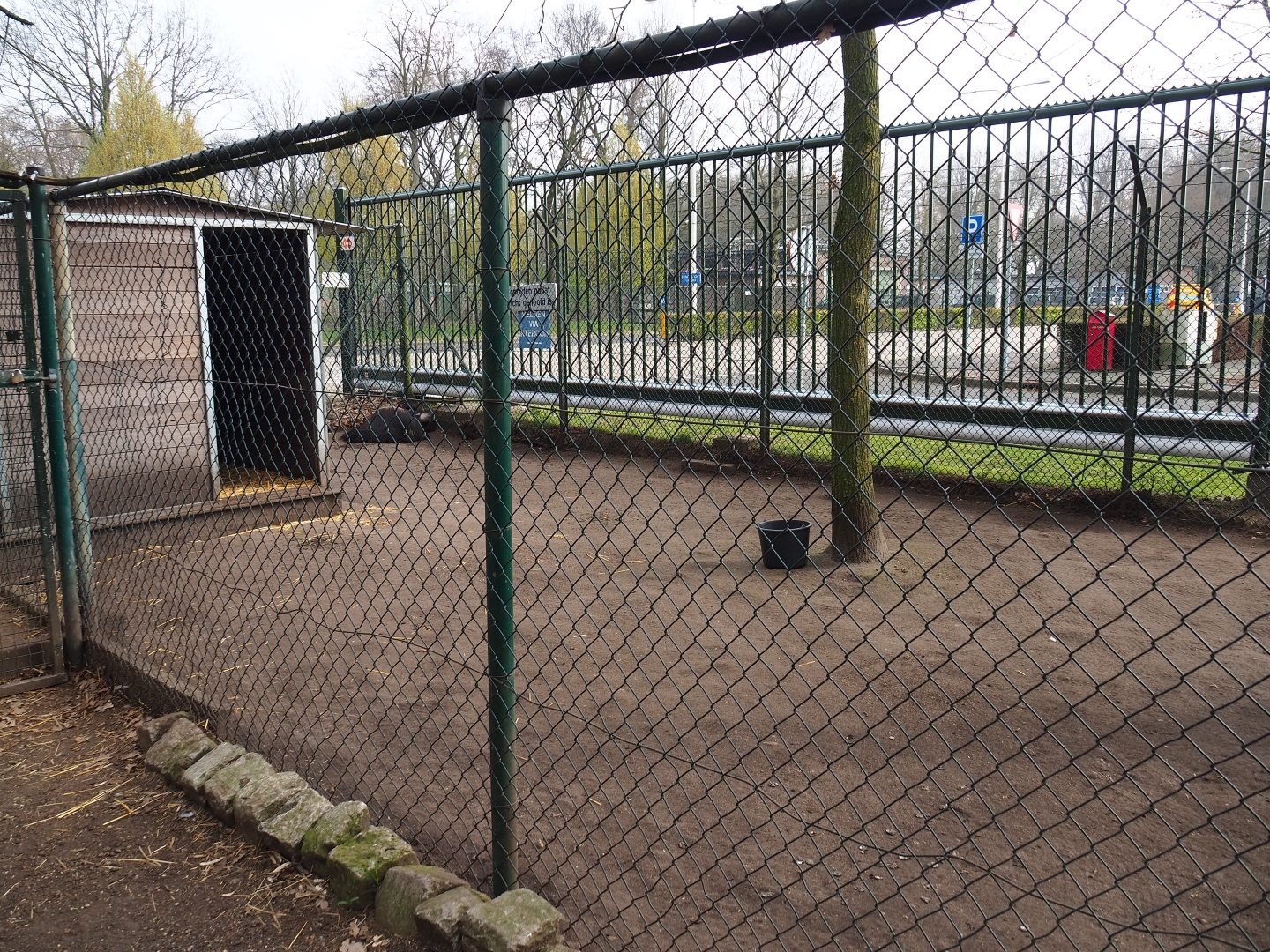 Emu paddock, 2019-04-06