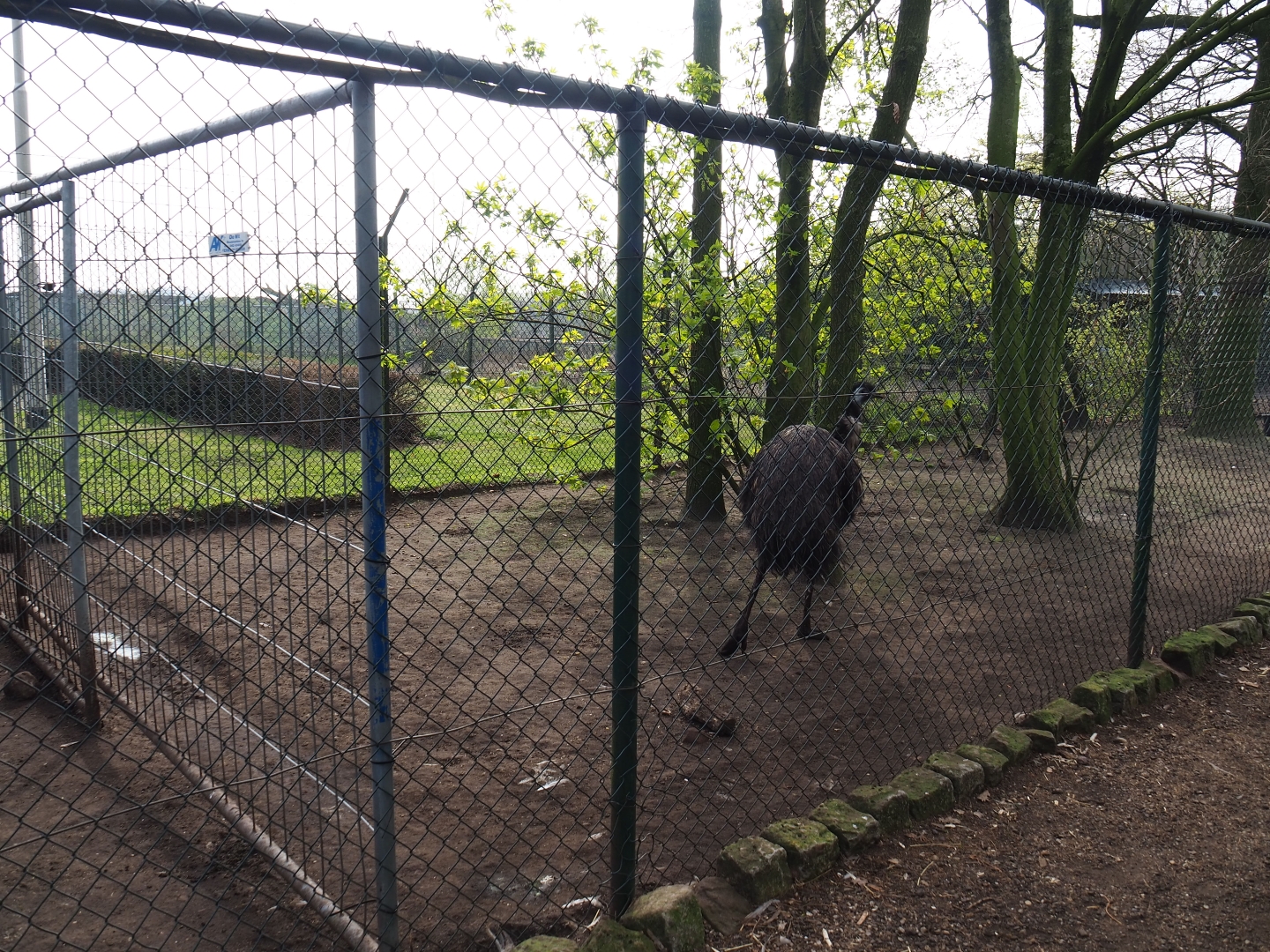 Emu paddock, 2019-04-06