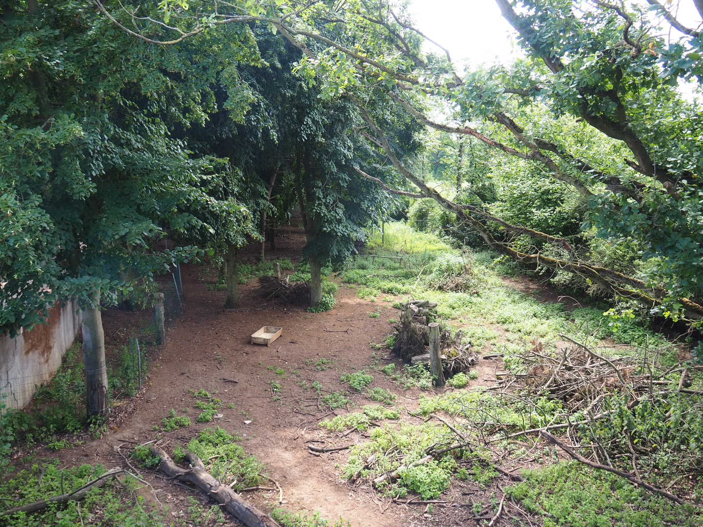 Emu paddock, 2020-06-20