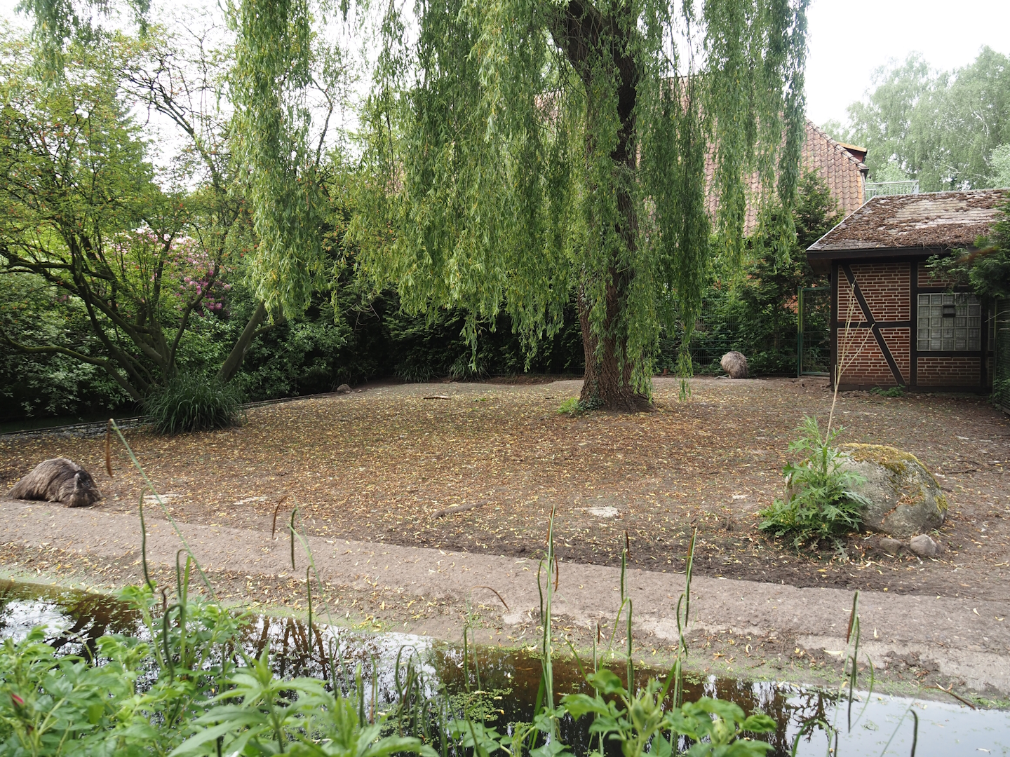 Emu paddock, 2024-05-21