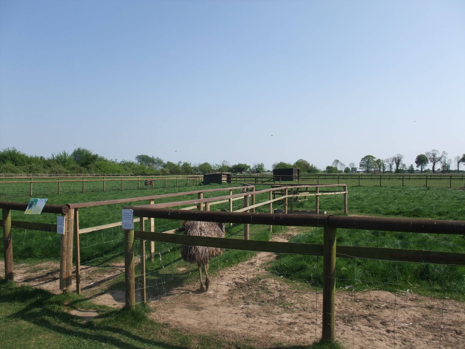Emu Paddock at Long Sutton 25/04/11