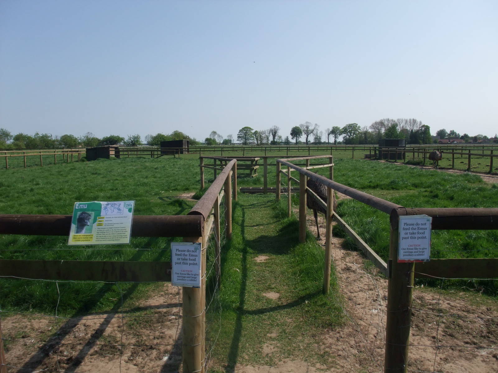 Emu Paddock at Long Sutton 25/04/11