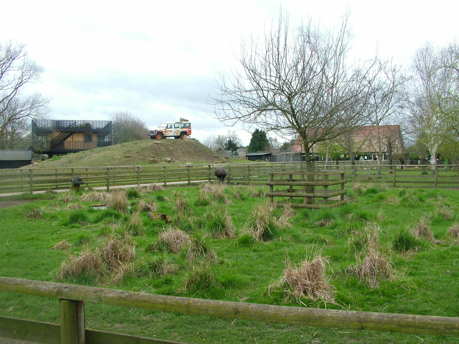 Emu paddock at Shepreth 05/04/10