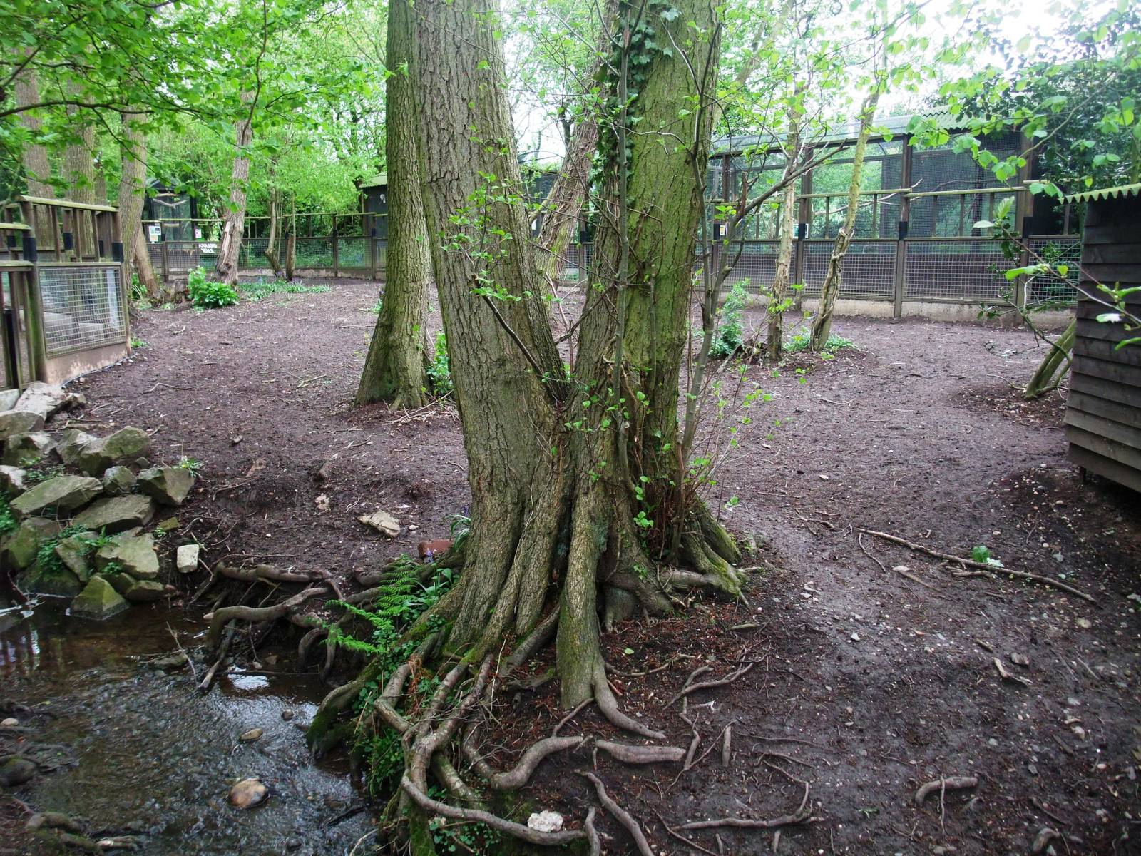 Emu Paddock at Tropical Birdland, 18/05/13