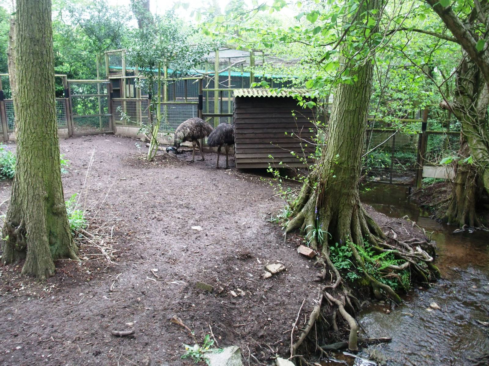 Emu Paddock at Tropical Birdland, 18/05/13