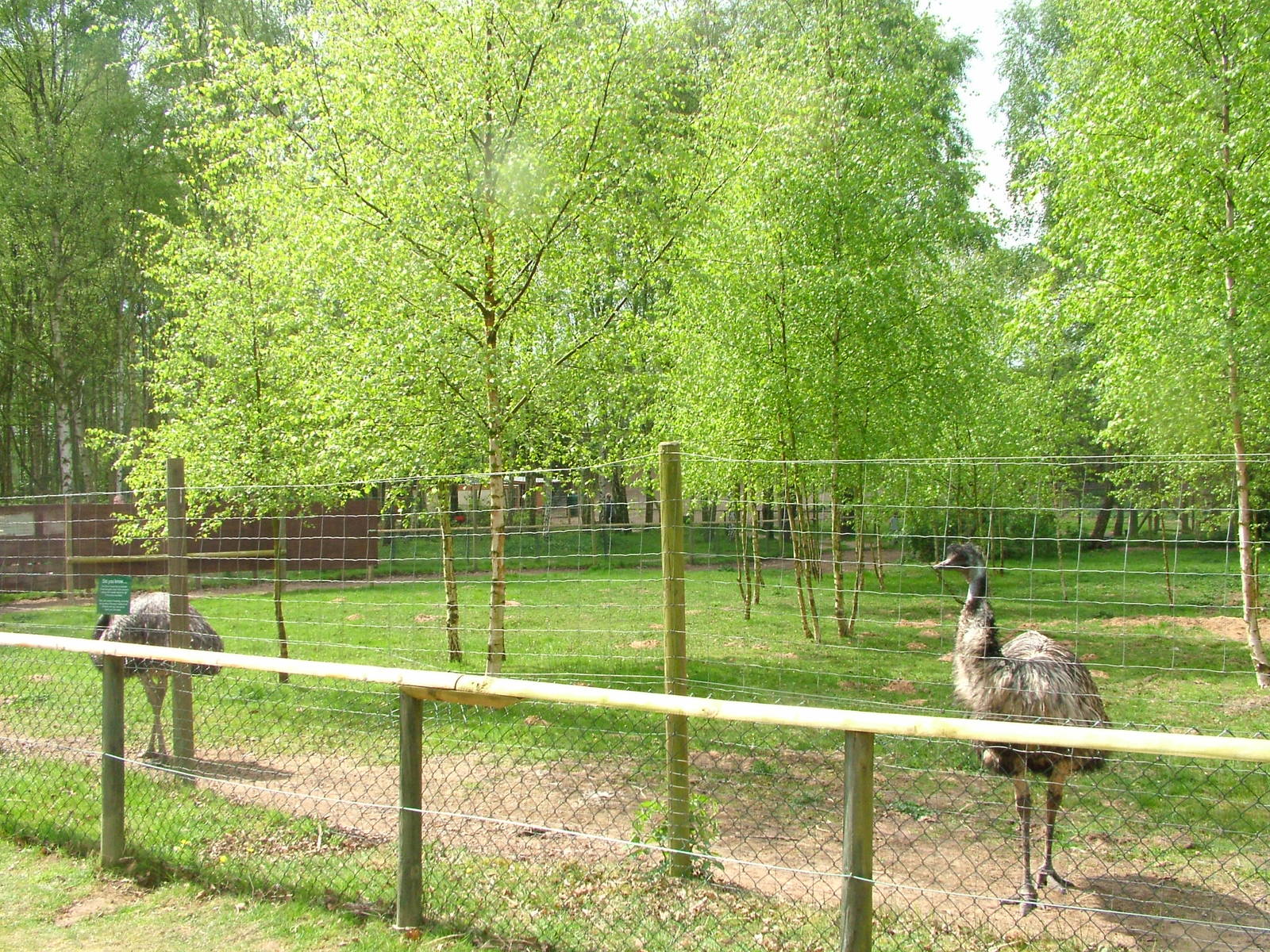 Emu paddock at Wetlands WP 25/04/09