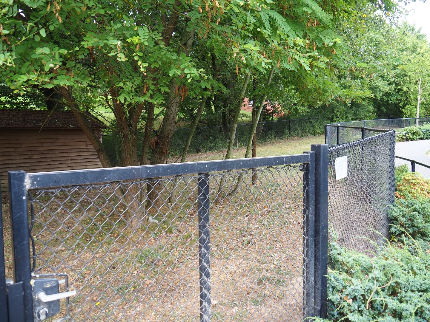 Emu paddock (Aug 28th, 2018)