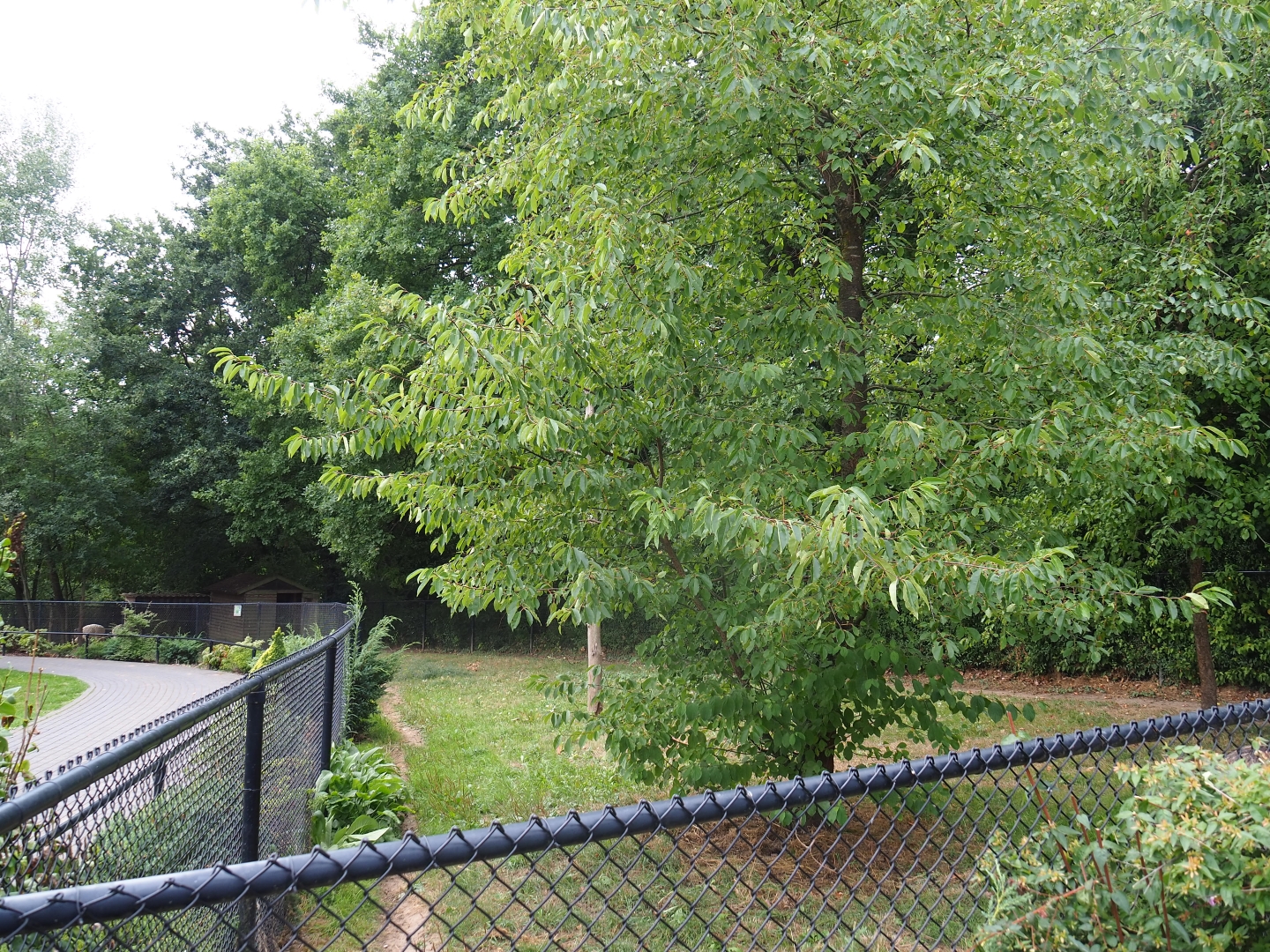 Emu paddock (Aug 28th, 2018)