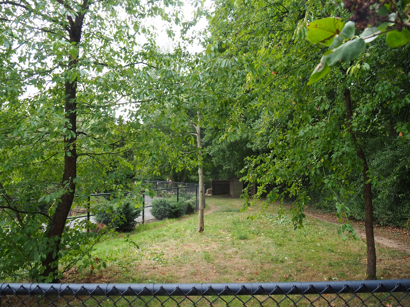 Emu paddock (Aug 28th, 2018)