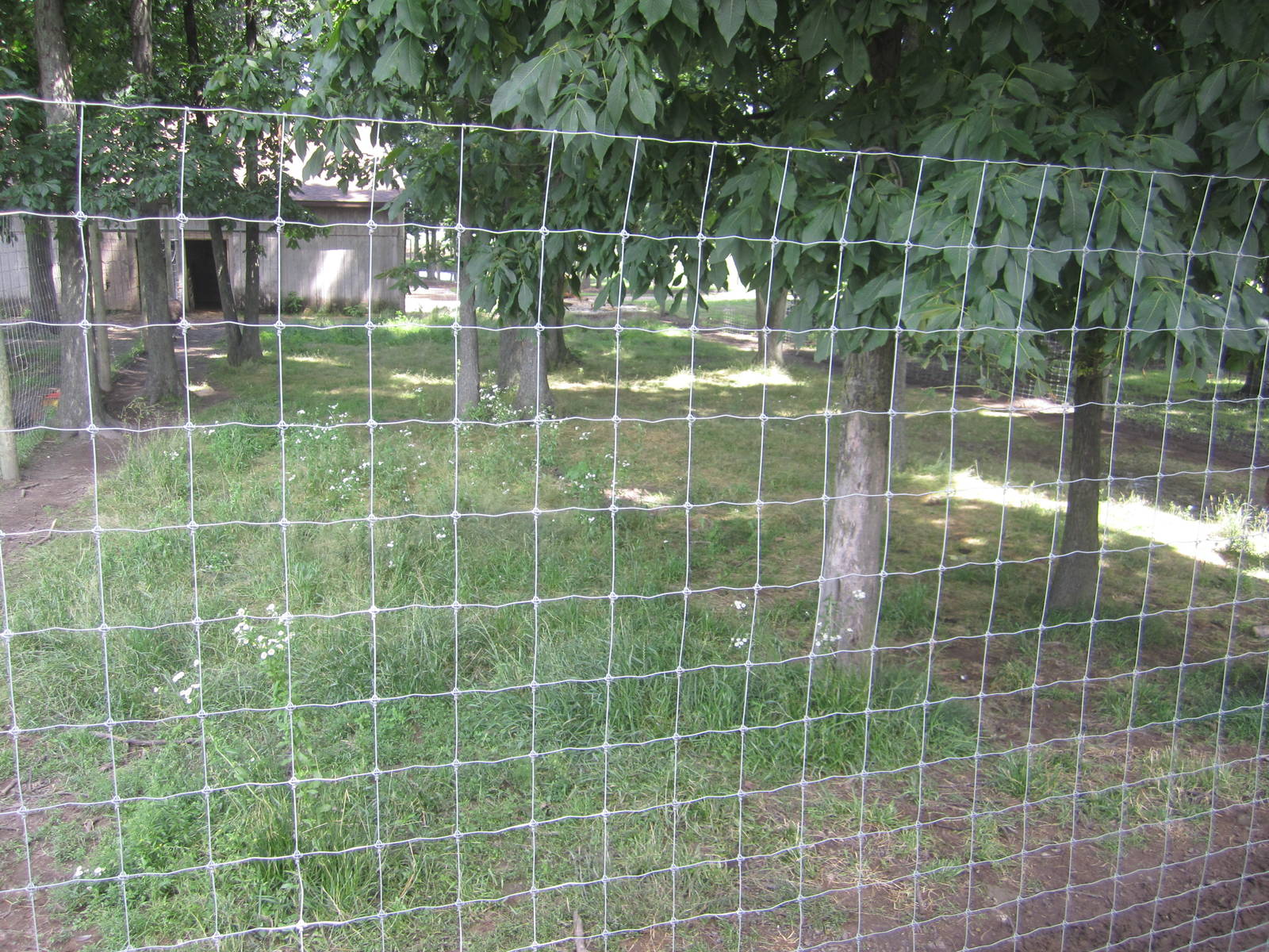 Emu Paddock