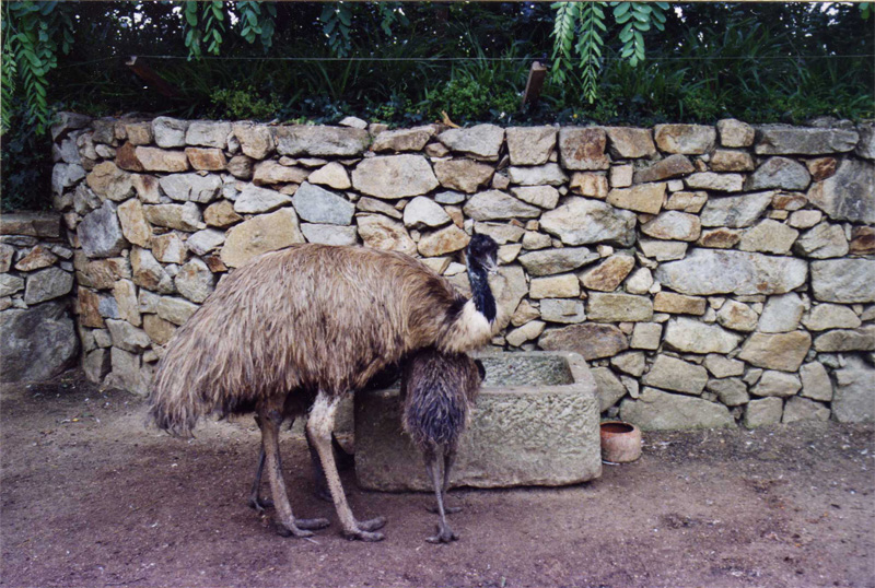Emu - Parc de les Aus