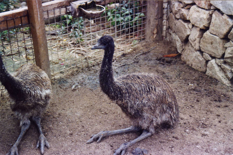 Emu - Parc de les Aus