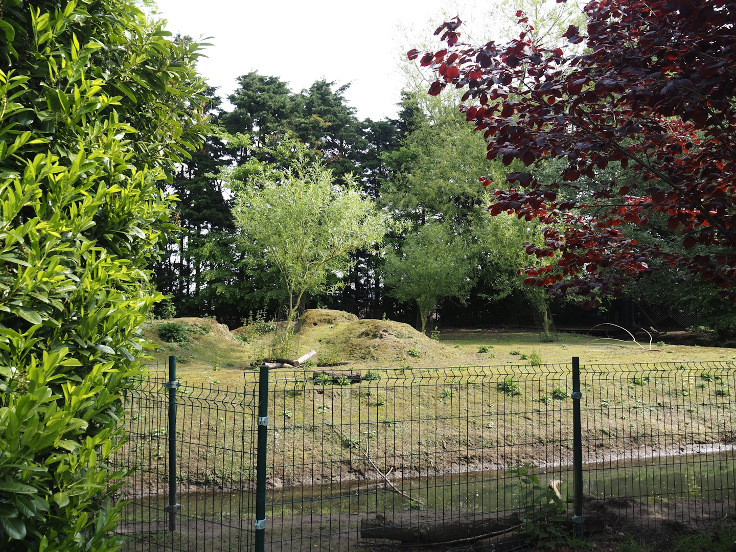 Emu, Parma wallaby and Red-necked wallaby exhibit, 2024-05-11