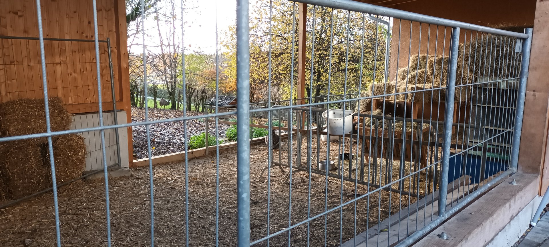 Emu, Patagonian Cavie and Bennetts Wallaby Enclosure