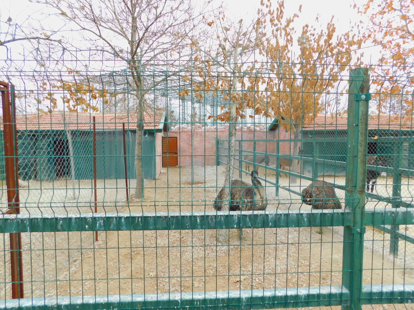 Emu Pen at the Karatay Zoo