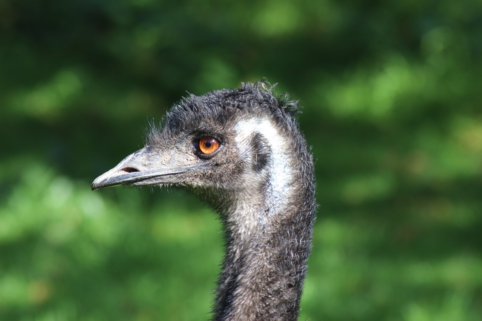 Emu Portrait