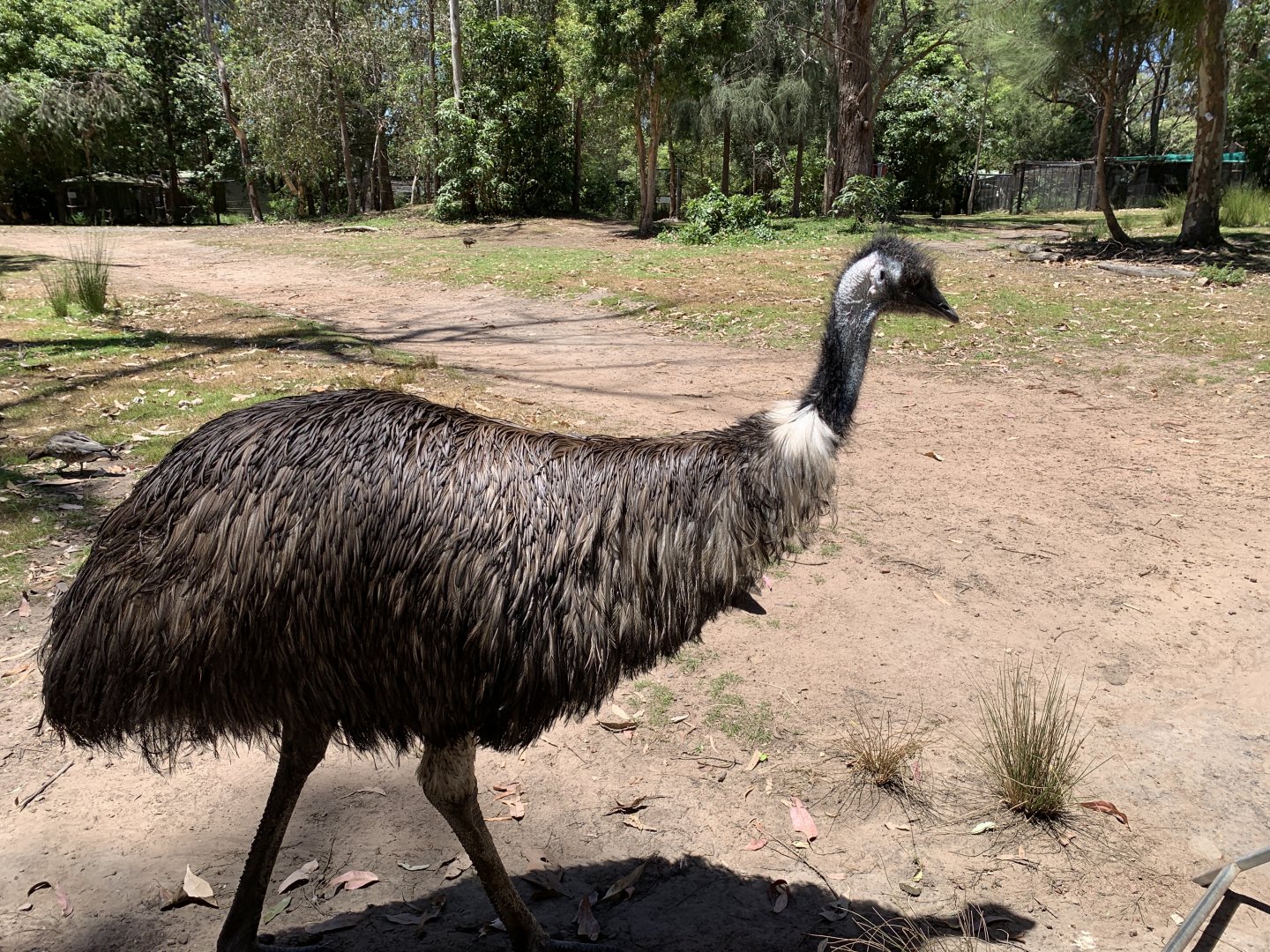 Emu (Potoroo Palace)